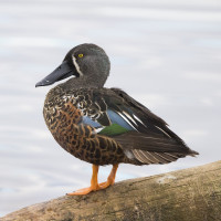 Australian Shoveler